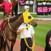 【クイーンカップ2017予想】データ傾向分析｜阪神ＪＦで３着以内の馬は連対率100％！？