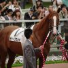 【新潟２歳ステークス2019】人気馬分析予想｜上り勝負を制するのはどの馬？